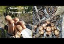 В лес по грибы - опята в октябре 2018 /Горячий Ключ Краснодарский край