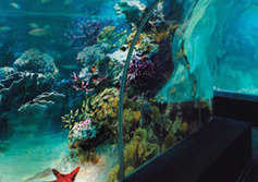 Океанариум Sochi Discovery World Aquarium