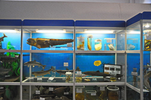 Музей моря в Холмском ГДК на Сахалине