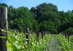 Винодельческое хозяйство UPPA Winery