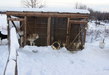 Камчатка - Этнокультурный комплекс "Кайныран" - ездовые собаки