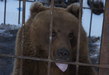 Камчатка - Этнокультурный комплекс "Кайныран" - медведи