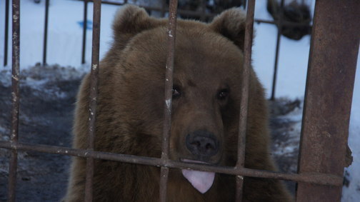 Камчатка - Этнокультурный комплекс "Кайныран" - медведи
