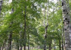 Центральный парк (Новосибирск)