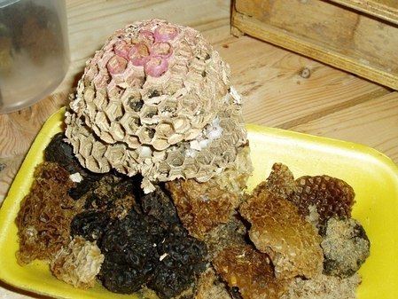  	Музей пчеловодства и мёда