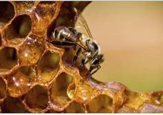  	Музей пчеловодства и мёда