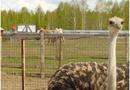 Страусиная ферма «Макарьевский страус»