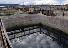 Рыборазводный завод по искусственному разведению сибирского осётра и атлантического лосося