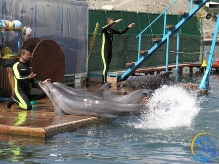 Анапский дельфинарий на Большом Утрише