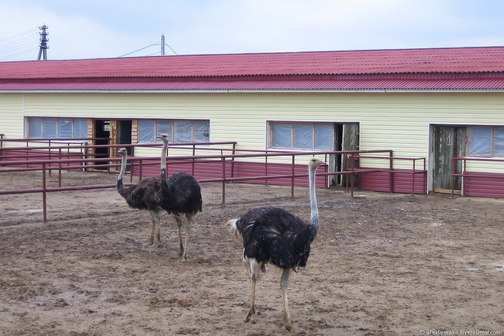 Страусиная ферма "Русский страус"