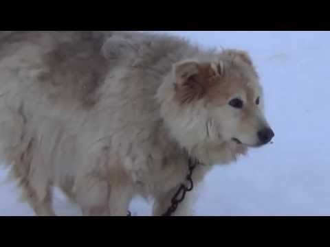 Камчатка - Этнокультурный комплекс "Кайныран" - ездовые собаки