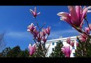 Солнечный бульвар в Краснодаре, цветут магнолии, 7 апреля 2018