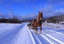 «Конно-санное приключение»  5 дней /4 ночи