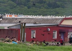 Село Крабозаводское на Шикотане, Сахалинская область