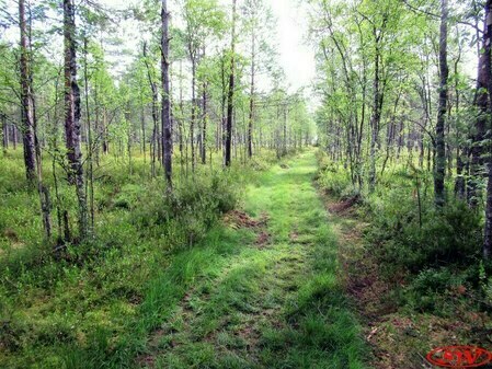 Экотропа «Обитель батюшки Онего»