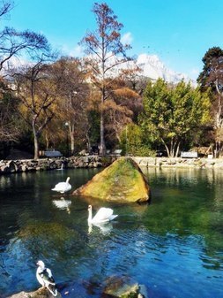 Лебединое озеро в Воронцовском парке