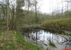 Малый пруд в усадьбе Дружноселье