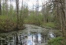 Малый пруд в усадьбе Дружноселье