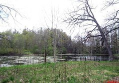 Большой пруд в усадьбе Дружноселье