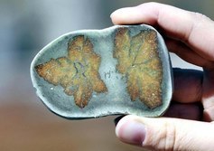 Оленицкое проявление «беломорских рогулек»