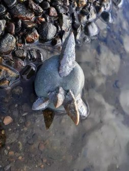 Оленицкое проявление «беломорских рогулек»