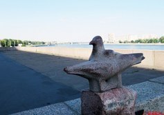 Чайки Петербурга