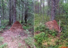 Тропа муравейников