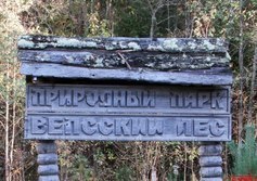 Северо-Западная окраина Вепсского леса