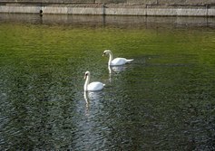 Карпиев пруд в Летнем саду