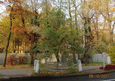 "Дуб Петра Великого"