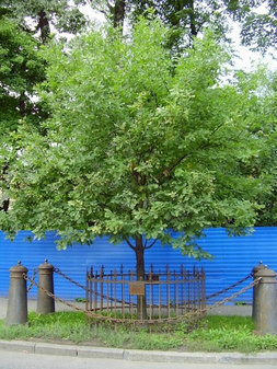 "Дуб Петра Великого"