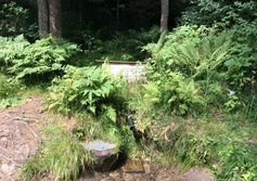 Родник близ Кирьямо