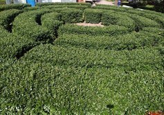 Зелёный лабиринт в Александровском парке