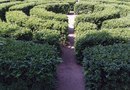 Зелёный лабиринт в Александровском парке