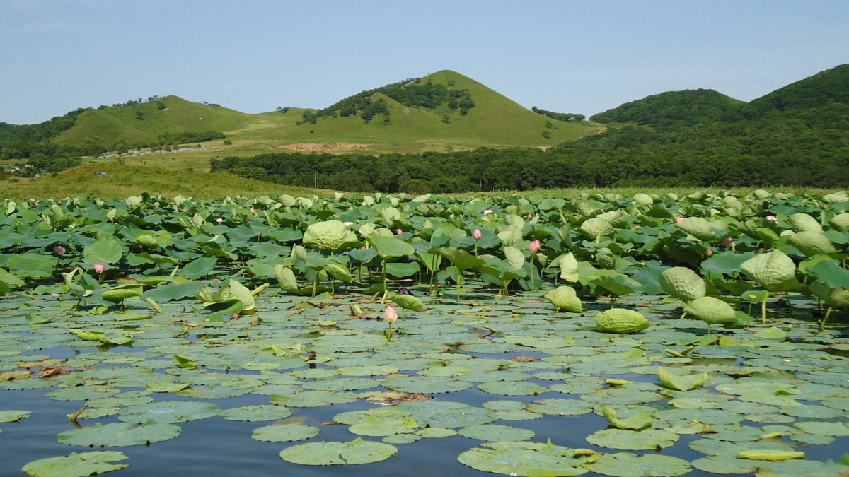 Лотосы на озере ханка