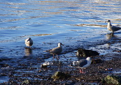 Бухта Сероглазка Петропавловска-Камчатского