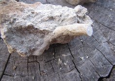 Геологический памятник Красноселовский каменный карьер