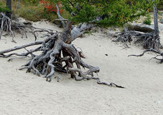 Ходульные деревья бухты Песчаной
