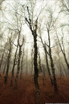 Березовая роща на Ай-Петри