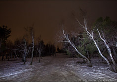 Березовая роща на Ай-Петри