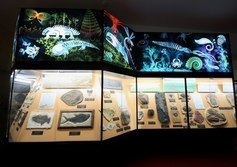 Вятский палеонтологический музей