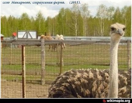 Страусиная ферма «Макарьевский страус»