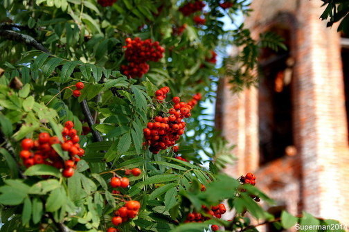 Храм Покрова Пресвятой Богородицы в Осоево