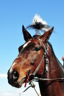Ежегодно в начале мая проходят традиционные игры алтайцев и конные скачки в Жана-Аул на юге Алтая.