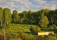 Алтайские пасеки Таштагольского района Кемеровской области