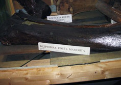 Музей «Природа Земли» в Ухте