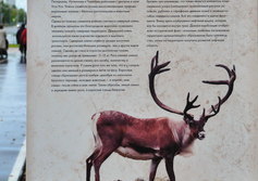 Памятники одеревеневшим оленям в Усинске