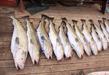 Чумовая рыбалка на Баренцевом море
