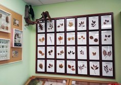 Музей истории российского лесоводства