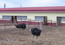 Страусиная ферма "Русский страус"